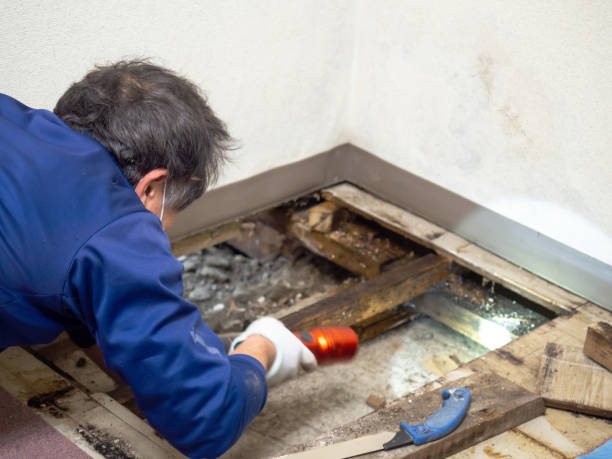 Best Emergency Mold Removal  in Bowling Green, FL