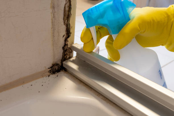 Professional Mold Removal in Bowling Green, FL