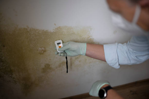 Best Attic Mold Removal  in Bowling Green, FL